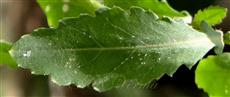  Upper cauline leaf